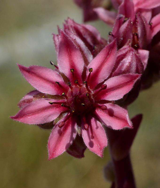 Le belle Epipactis sulle praterie di Campo Imperatore (AQ)  luglio 2025.